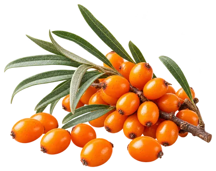 Bacche di olivello spinoso
